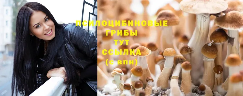 Псилоцибиновые грибы Psilocybine cubensis  Вяземский 